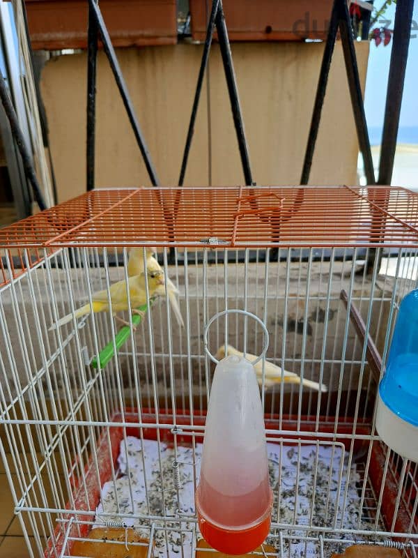 Male and female canaries 1