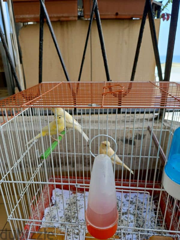 Male and female canaries 4