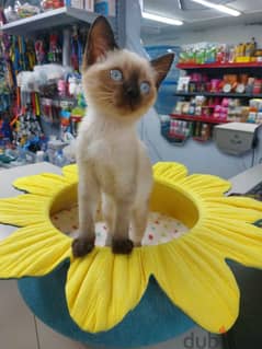 Siamese Kitten Available-Delivery-Cat-قطط 0