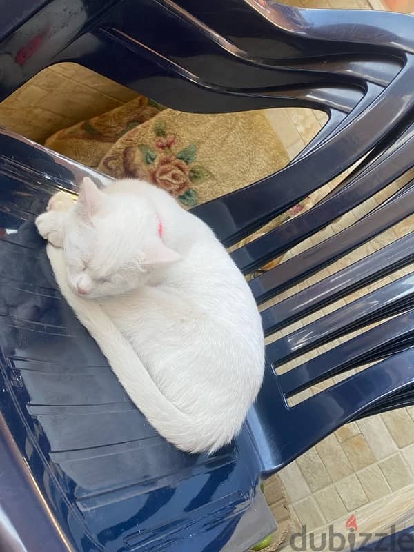 white cat 4