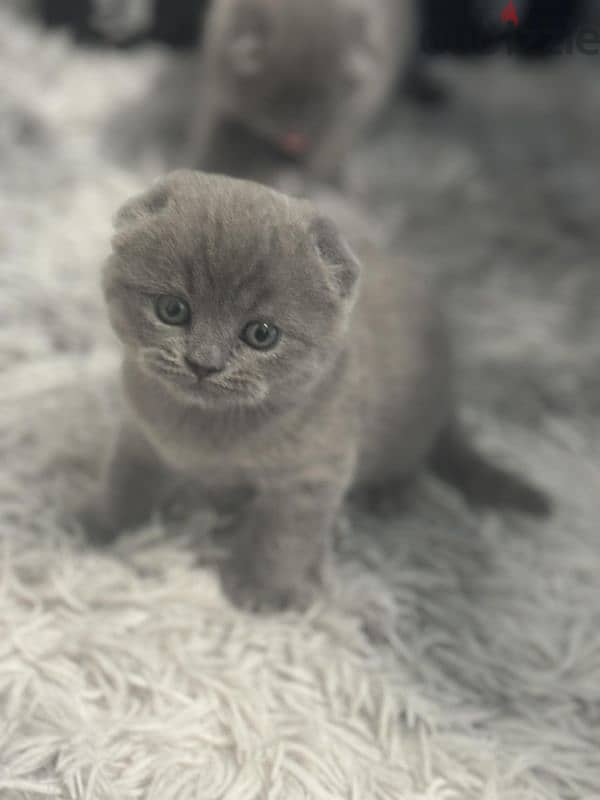 Pure Scottishfold kittens HIGHT QUALITY 2