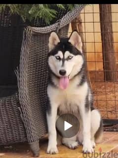 husky puppy 0