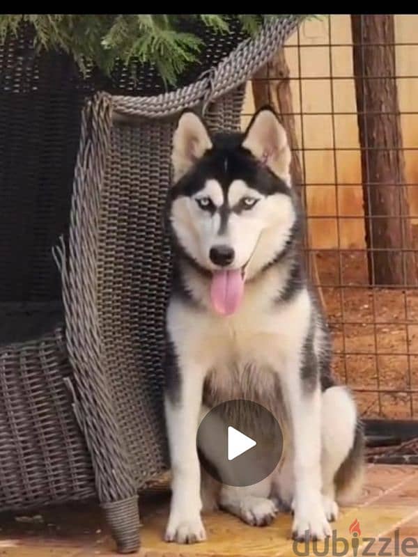 husky puppy 0