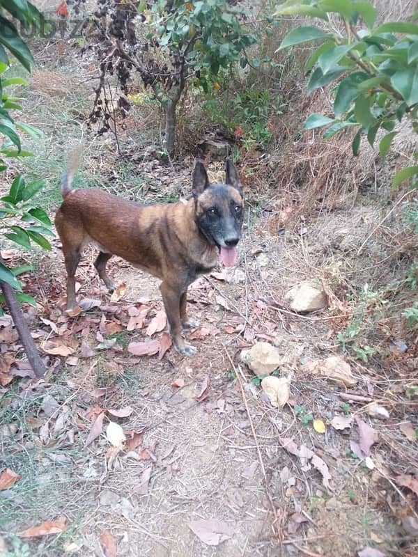 malinois dog 3