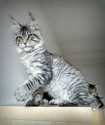 Mainecoon