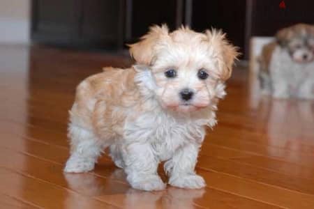 Maltipoo