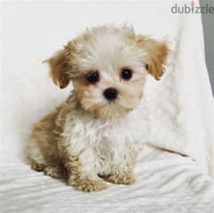 Imported Maltipoo  Brown and white cutie 0