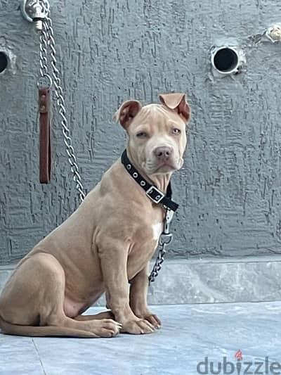 Xxl bully pitbull male