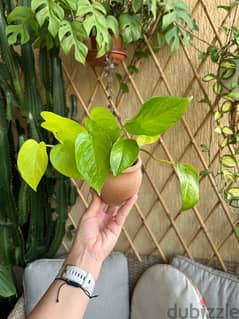 Neon Pothos Plant with terracotta pot 0