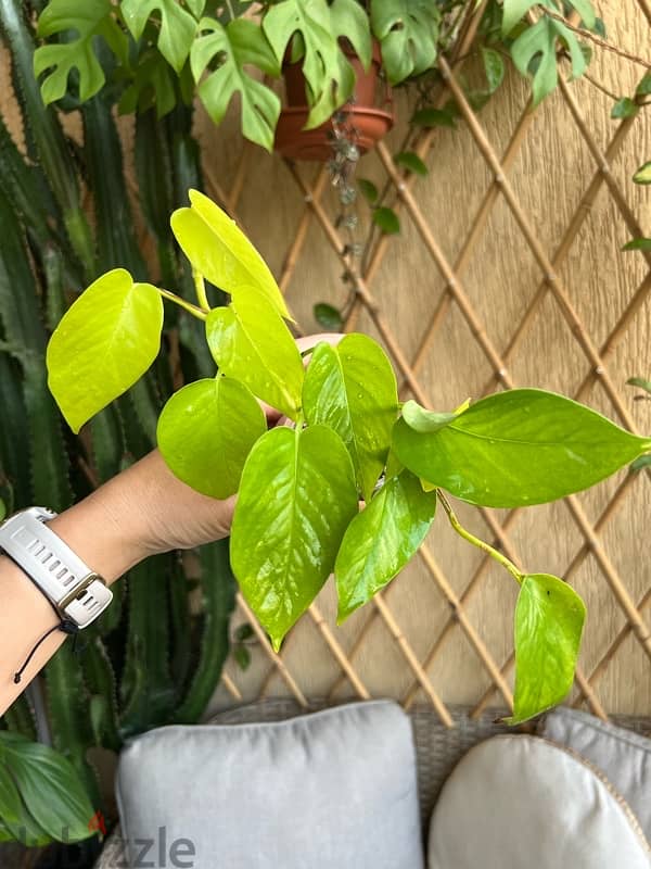 Neon Pothos Plant with terracotta pot 1