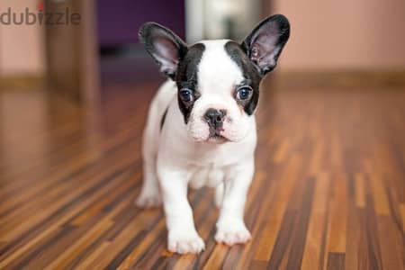 French bulldog