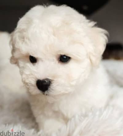 bichon teacup