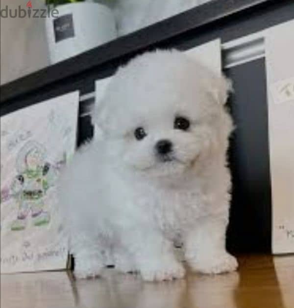 bichon teacup 1