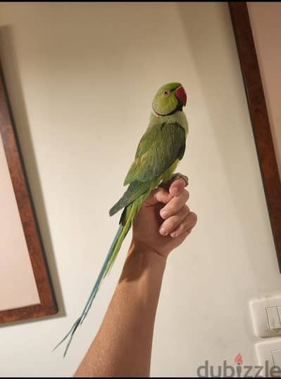 Friendly Tamed Indian Ringneck Parrot ببغاء درة هندي اليف