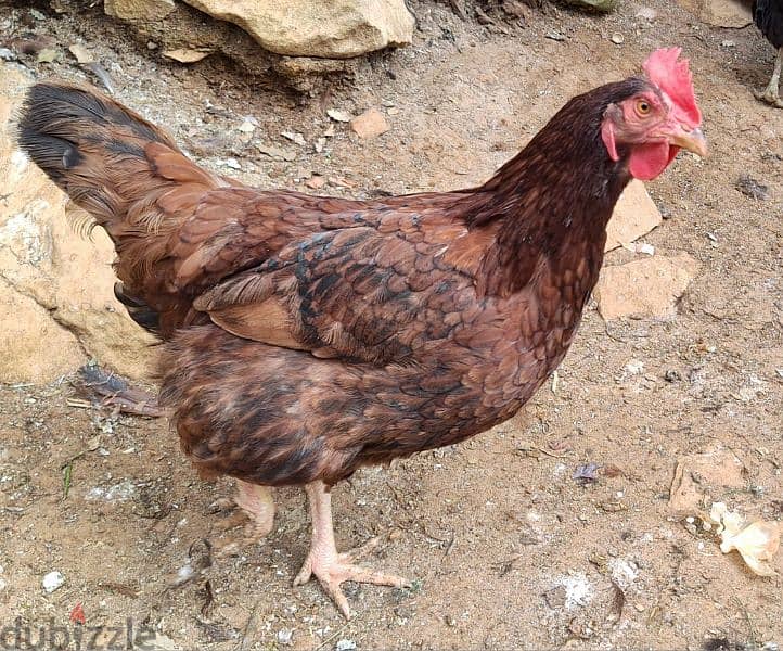 Rhode island chicken  دجاج رود ايلاند 1