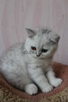 Beautiful British Silver Kitten/ cat قطط 0