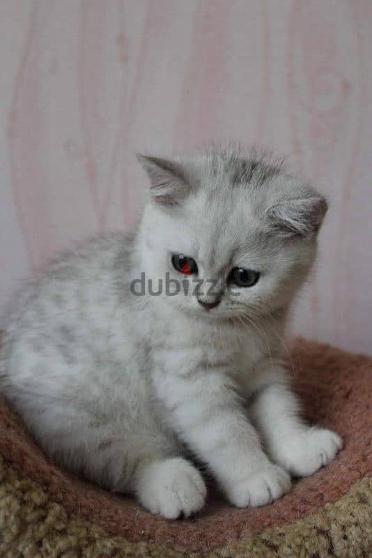 Beautiful British Silver Kitten/ cat قطط 0