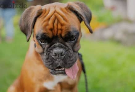 boxer special breed