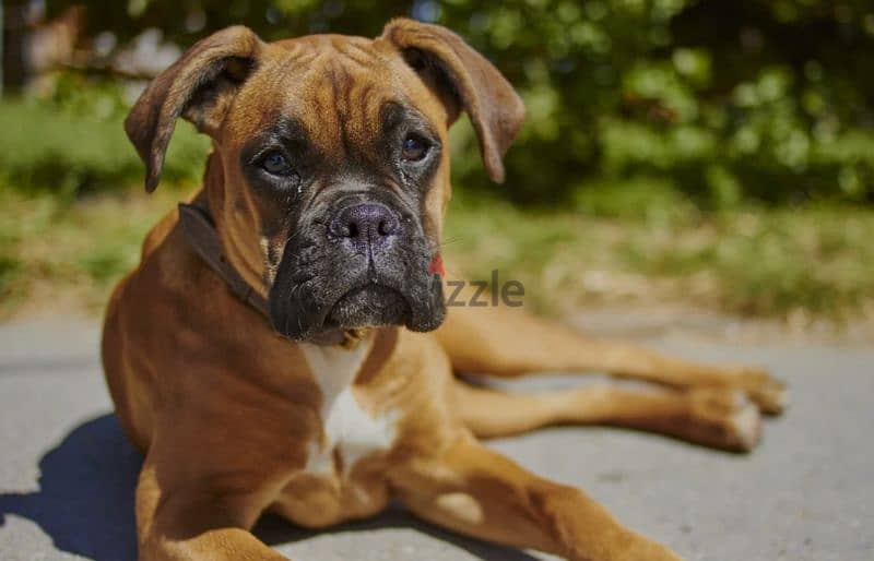 boxer special breed 0