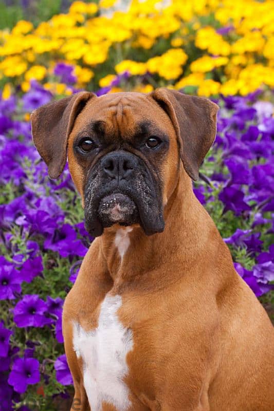 boxer special breed 4