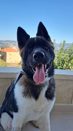 american akita 0