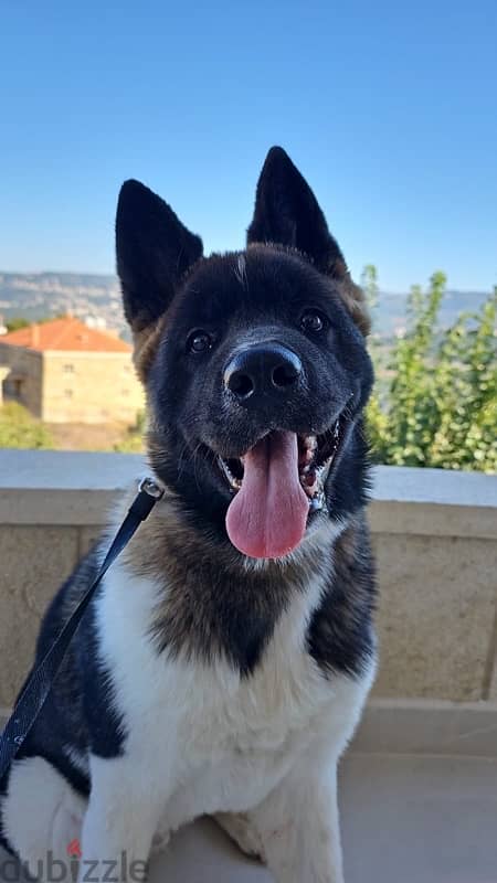 american akita 0