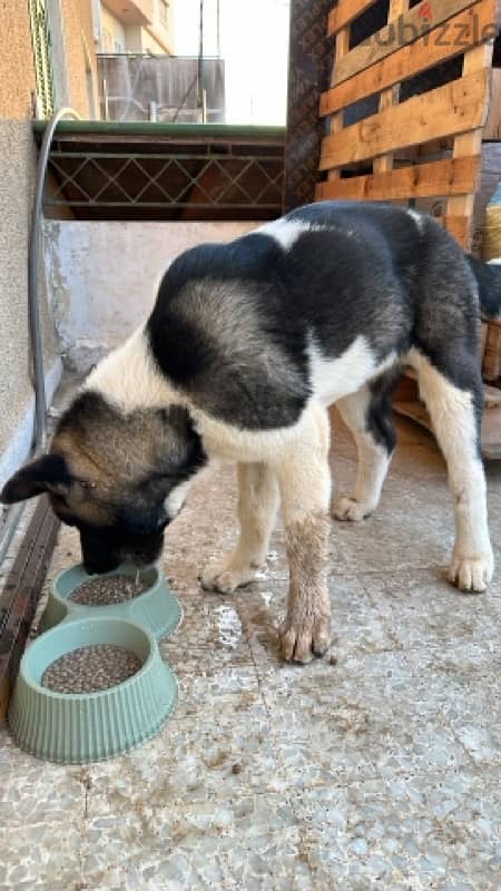 american akita 3