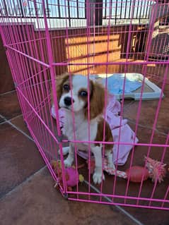 cavalier king Charles female puppy 0