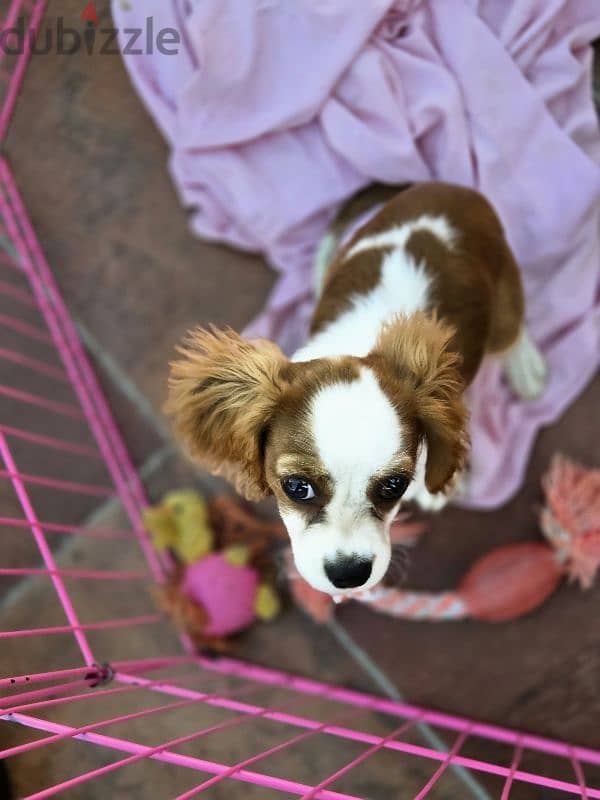 cavalier king Charles female puppy 1