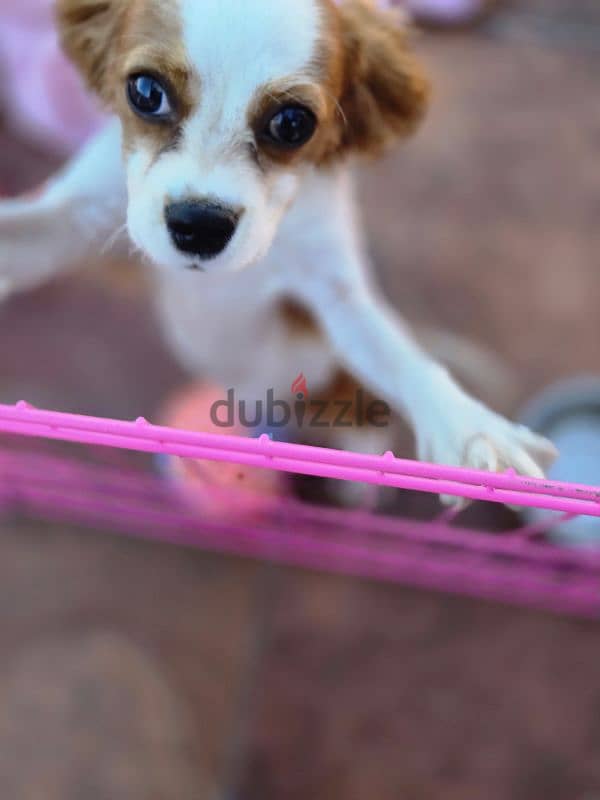 cavalier king Charles female puppy 2