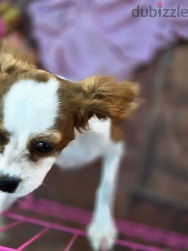 cavalier king Charles female puppy 3