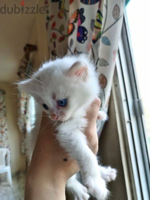 Turkish angora kittens 1