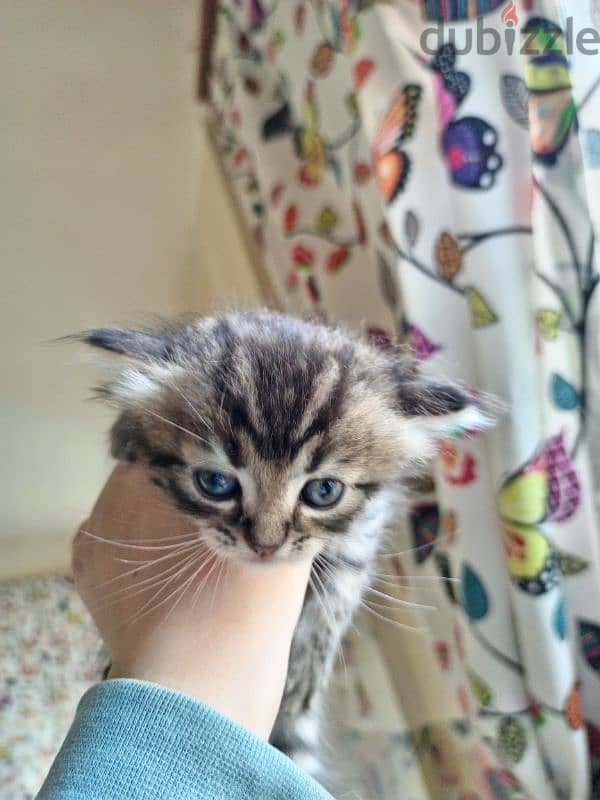 Turkish angora kittens 2