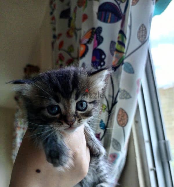 Turkish angora kittens 3