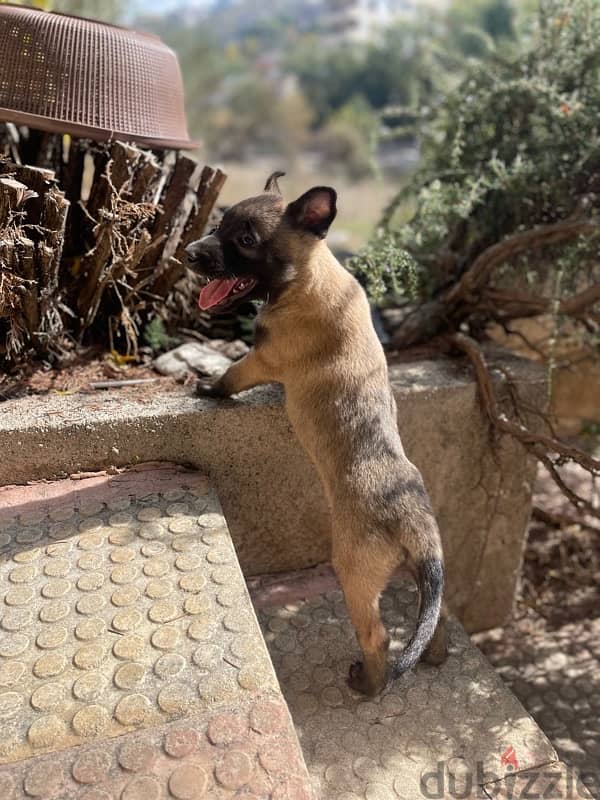 PURE MALINOIS PUPPIES 0