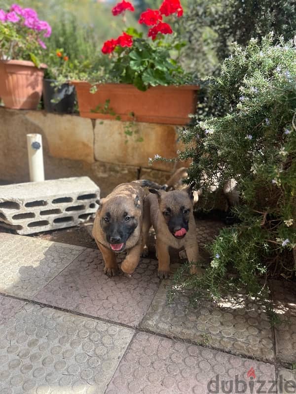 PURE MALINOIS PUPPIES 1