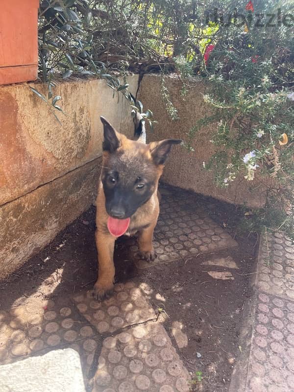 PURE MALINOIS PUPPIES 2