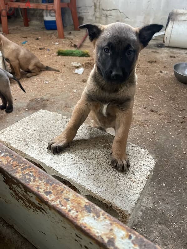 PURE MALINOIS PUPPIES 3