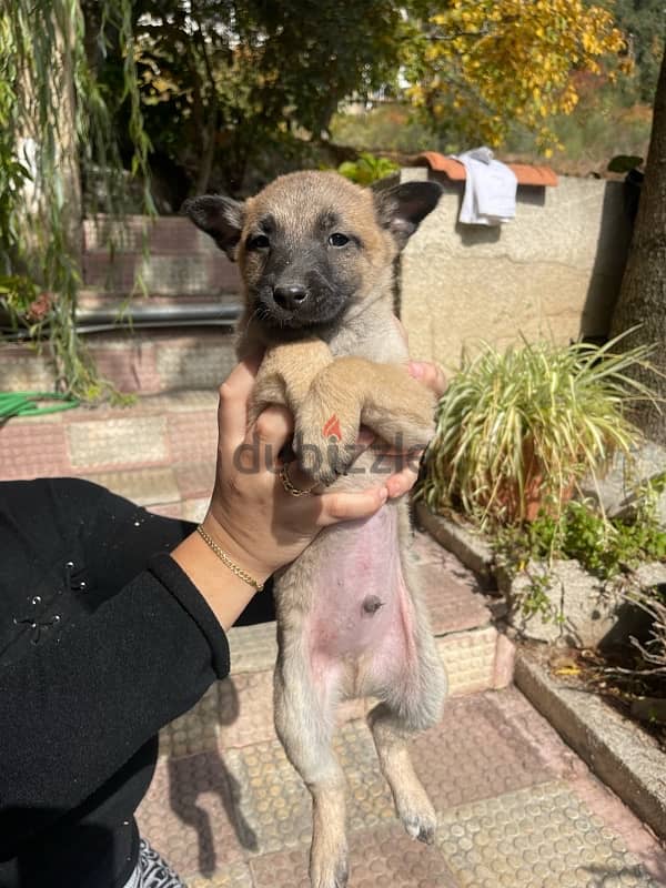 PURE MALINOIS PUPPIES 7