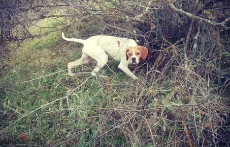 pointer dogs pedigree