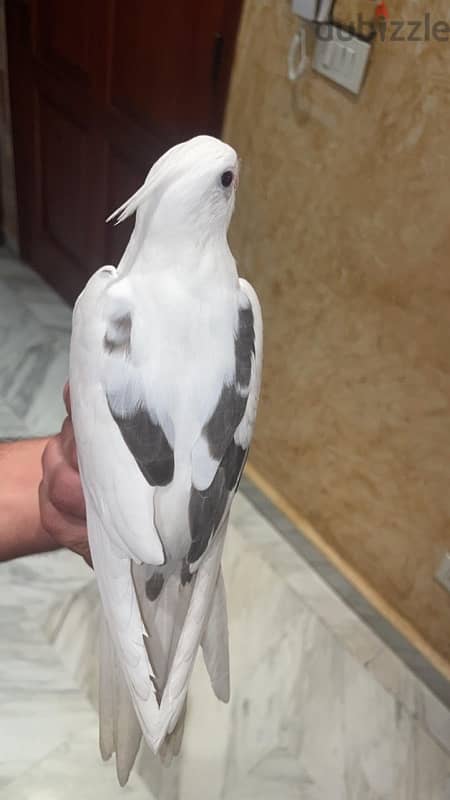 tamed cocateils parrot hand feeded super friendly 4