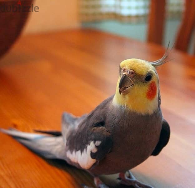 tamed cocateils parrot hand feeded super friendly 5