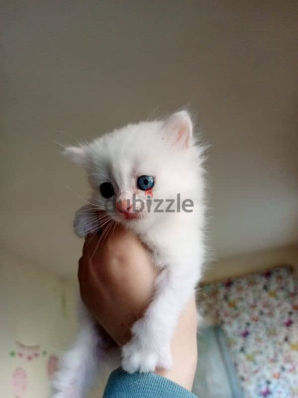 Turkish angora kittens 0