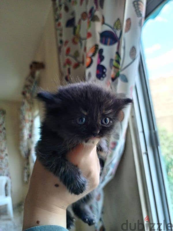 Turkish angora kittens 1