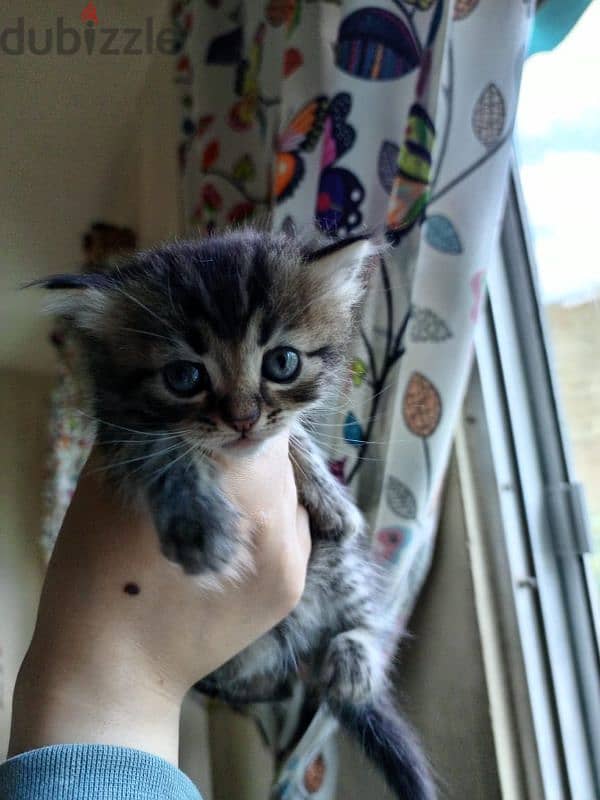 Turkish angora kittens 2