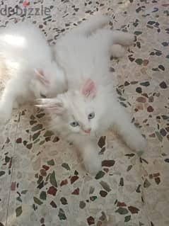 Persian Kitten White 0