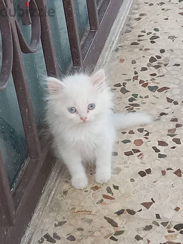 Persian Kitten White 1