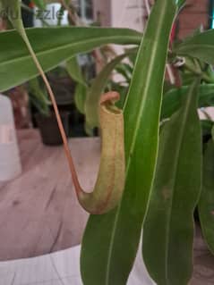 نبات إبريق آكل اللحوم Nepenthes carnivorous pitcher plant 0