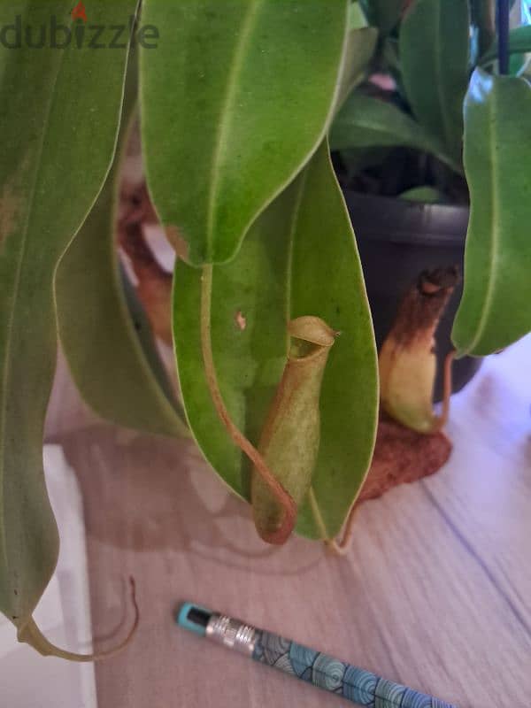 نبات إبريق آكل اللحوم Nepenthes carnivorous pitcher plant 1