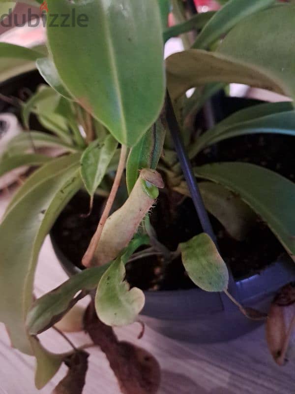 نبات إبريق آكل اللحوم Nepenthes carnivorous pitcher plant 2